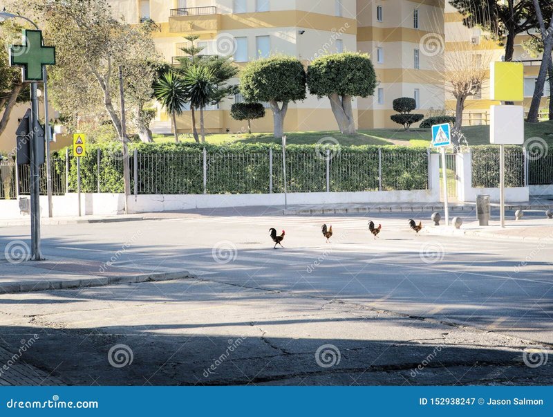 Chicken road in Spain