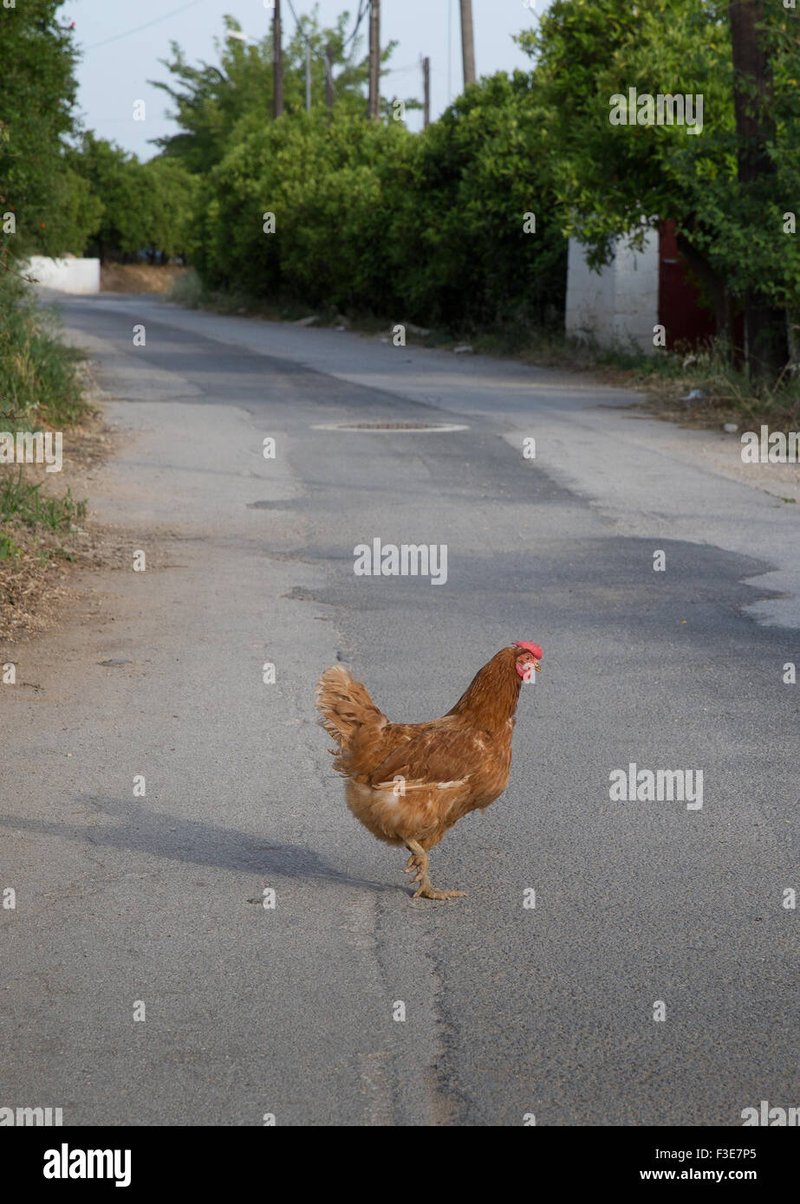Spain - chicken road