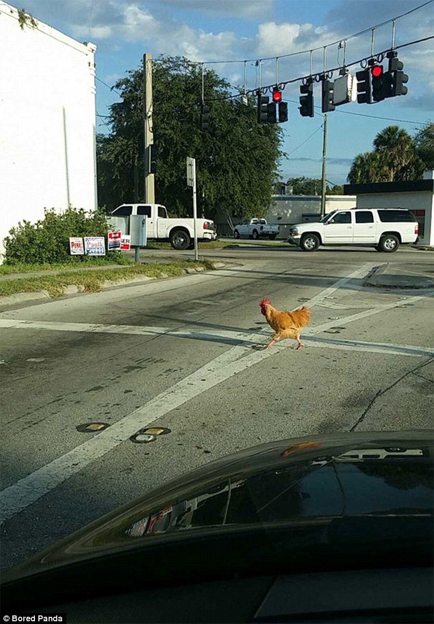 Entdecken Sie Das Spannende Chicken Road Spiel in Deutschland Online