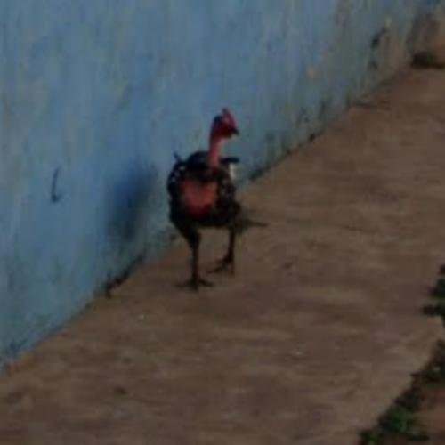 Chicken road slot - Viziunea noastră: Afla totul despre jocul de slot Chicken Road