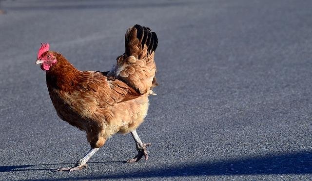 Descoperă Farmacia Avioanelor: Jocul de Noroc Chicken Road la Casino în Romania